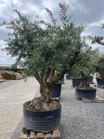 Olijfboom Tortuga XXL, Tuin en Terras, Planten | Bomen, Ophalen, Olijfboom, 250 tot 400 cm