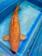 Sanke, Chagoi, Karashigoi, Ochiba, Mukashi 45-65cm, Dieren en Toebehoren, Karper of Koi