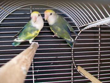 Dwergpapegaai Agapornis lovebird  beschikbaar voor biedingen