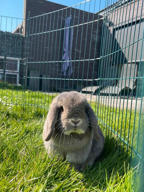 Minilops + huisvesting + toebehoren, Dieren en Toebehoren, Konijnen, Groot