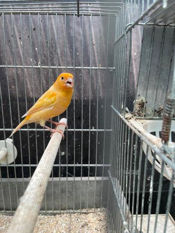 Canaris male