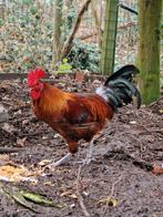 Jonge Utrerana Patrijs haan (nog in de groei), Dieren en Toebehoren, Mannelijk, Kip