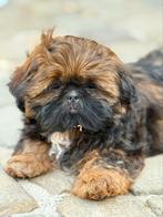 Shih-Tzu pupjes, Dieren en Toebehoren, België, Overige rassen, CDV (hondenziekte), 8 tot 15 weken