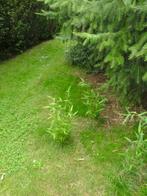 zwarte bamboe, Tuin en Terras, Ophalen of Verzenden