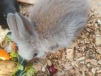 Lapin nain, Dieren en Toebehoren, Konijnen, Mannelijk, Dwerg