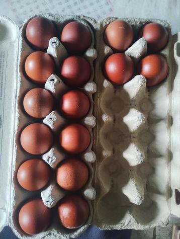Broedeieren marans beschikbaar voor biedingen