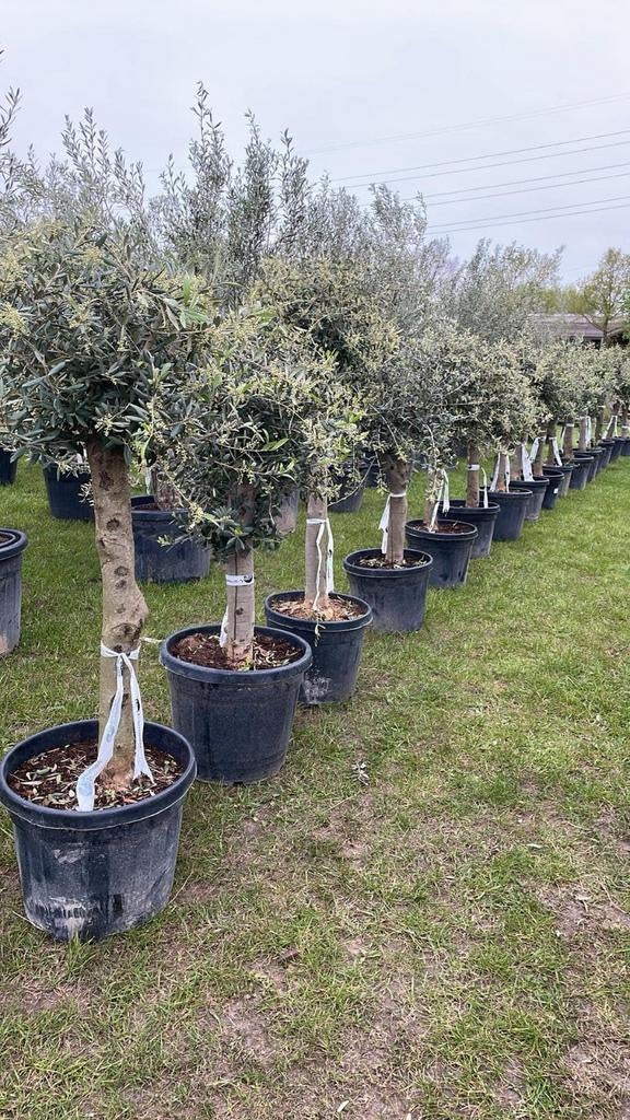 ‼️olijfbomen olea europaea aan stuntprijzen ‼️, Tuin en Terras, Planten | Bomen, Ophalen