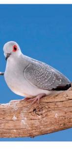 Dimantduif, Dieren en Toebehoren