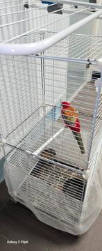 Parket  rozella, Dieren en Toebehoren