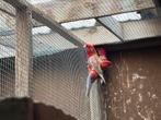 Pennant rosella pastel (blauw en rood), Meerdere dieren, Parkiet, Geringd