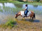 Gouden thuis gezocht, Dieren en Toebehoren, Paarden, Merrie, Minder dan 160 cm, Zadelmak, Gechipt