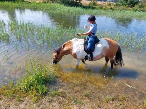 Gouden thuis gezocht, Dieren en Toebehoren, Paarden, Merrie, Zadelmak, Minder dan 160 cm, 11 jaar of ouder, Recreatiepaard, Gechipt