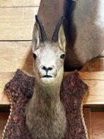 Taxidermie gems gemsbok, Ophalen