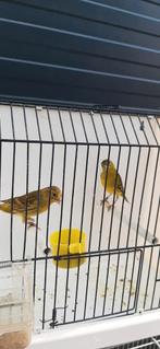 Kruising van sijs- en raza-kanaries, Dieren en Toebehoren