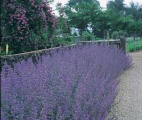 Nepeta 'Six hill giant', Tuin en Terras, Planten | Tuinplanten, Vaste plant, Ophalen