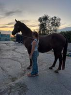 Drachtige merrie, Dieren en Toebehoren, Paarden, Merrie