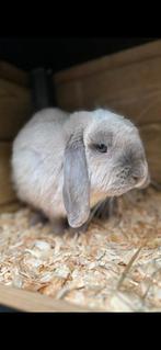 NHD koppel, Meerdere dieren, Dwerg, Hangoor, 0 tot 2 jaar