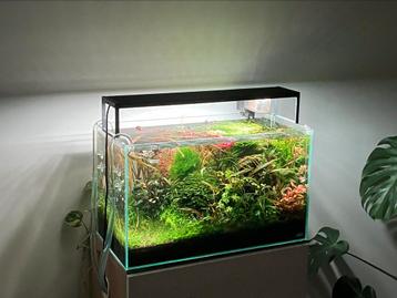 Pakket aquariumplanten beschikbaar voor biedingen