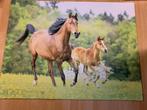 Canvas paarden, Ophalen, Zo goed als nieuw, 100 tot 125 cm, Foto of Poster