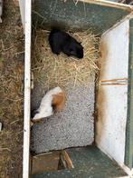 Cavia zeugjes, Dieren en Toebehoren, Knaagdieren, Augustus, Vrouwelijk, Cavia