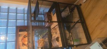Groot knaagdierkooi met mannelijke chinchilla beschikbaar voor biedingen