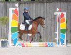 A pony te koop, Dieren en Toebehoren, Pony's, Met stamboom, Ruin, Niet van toepassing, A pony (tot 1.17m)