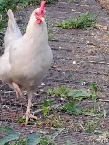 Kippen, Femelle, Poule ou poulet