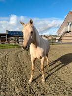Palomino merrie, Dieren en Toebehoren, Paarden, Merrie