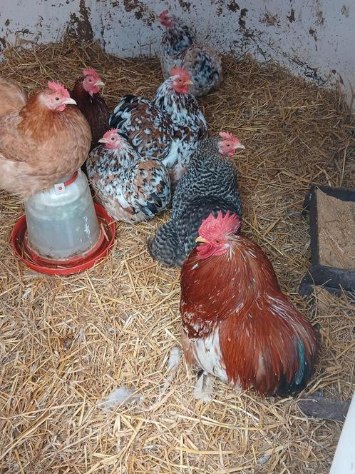 Broedeieren cochin kriel, Dieren en Toebehoren, Pluimvee, Kip, Geslacht onbekend