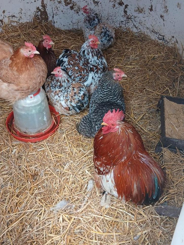 Broedeieren cochin kriel, Dieren en Toebehoren, Pluimvee, Kip, Geslacht onbekend