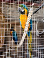 Kweekkoppel blauw gele ara's geringt en gechipt, Dieren en Toebehoren, Vogels | Parkieten en Papegaaien, Tam