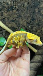 Harlekijn RTB kuifgekko, Dieren en Toebehoren