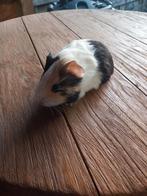 Mooie cavia vrouwtjes, Animaux & Accessoires, Rongeurs, Décembre