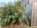 Fargesia ‘rufa’ niet woekerende bamboe, Ophalen, Halfschaduw, Overige soorten, 250 tot 400 cm