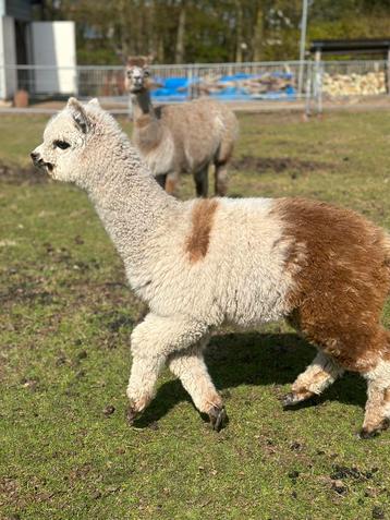 Alpacas: Alpaca hengst bont 9 maanden beschikbaar voor biedingen