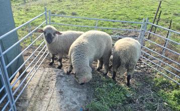 3 Rammen Hampshire Down beschikbaar voor biedingen