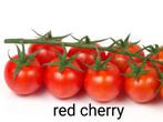 Red cherry tomatenzaden 10 zaden, Ophalen of Verzenden