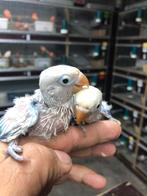 Blauw baby dwergpapegai, Dieren en Toebehoren, Vogels | Parkieten en Papegaaien