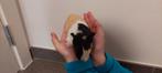 3 cavia's, geboren 29 november 2025, Animaux & Accessoires, Rongeurs, Domestique, Novembre, Plusieurs animaux, Cobaye