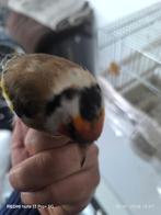 Putter, Animaux & Accessoires, Mâle, Oiseau chanteur sauvage, Bagué