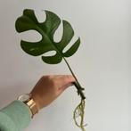 Monstera minima variegata, Enlèvement