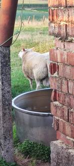 Schaap, Dieren en Toebehoren, Schapen, Geiten en Varkens, Mannelijk, Schaap, 3 tot 5 jaar