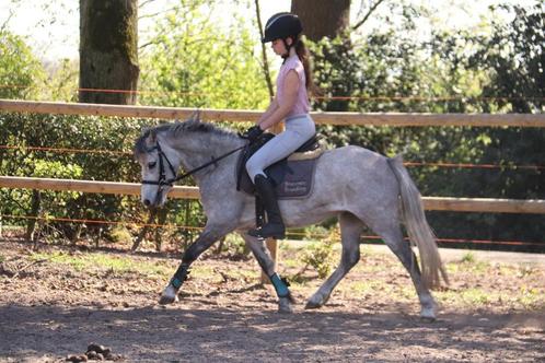 super lieve 5 jarige B pony, Dieren en Toebehoren, Pony's, Ruin, B, B pony (1.17m tot 1.27m), Dressuurpony, 3 tot 6 jaar, Gechipt