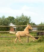AQHA/APHA hengstenveulens, Dieren en Toebehoren, Paarden, Minder dan 160 cm, Gechipt, 0 tot 2 jaar, Hengst