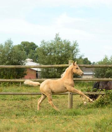 AQHA/APHA hengstenveulens, Moins de 160 cm, Cheval western, 0 à 2 ans, Non dressé