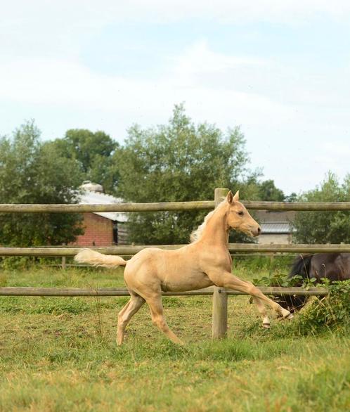 AQHA/APHA hengstenveulens, Dieren en Toebehoren, Paarden, Hengst, Onbeleerd, Minder dan 160 cm, 0 tot 2 jaar, Westernpaard, Met stamboom