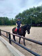 Lieve merrie. Recreatiepaard, Dieren en Toebehoren, Paarden, Merrie, Gechipt, Zadelmak, 11 jaar of ouder