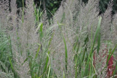 Calamagrostis brachytricha (diamantgras), Tuin en Terras, Planten | Tuinplanten, Vaste plant, Siergrassen, Volle zon, Ophalen