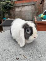 Nhd voedster, Dieren en Toebehoren, Konijnen