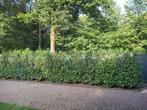 Prunus laurocerasus Caucasica haag te koop van particulier, Tuin en Terras, Planten | Struiken en Hagen, Ophalen, Laurier, Haag